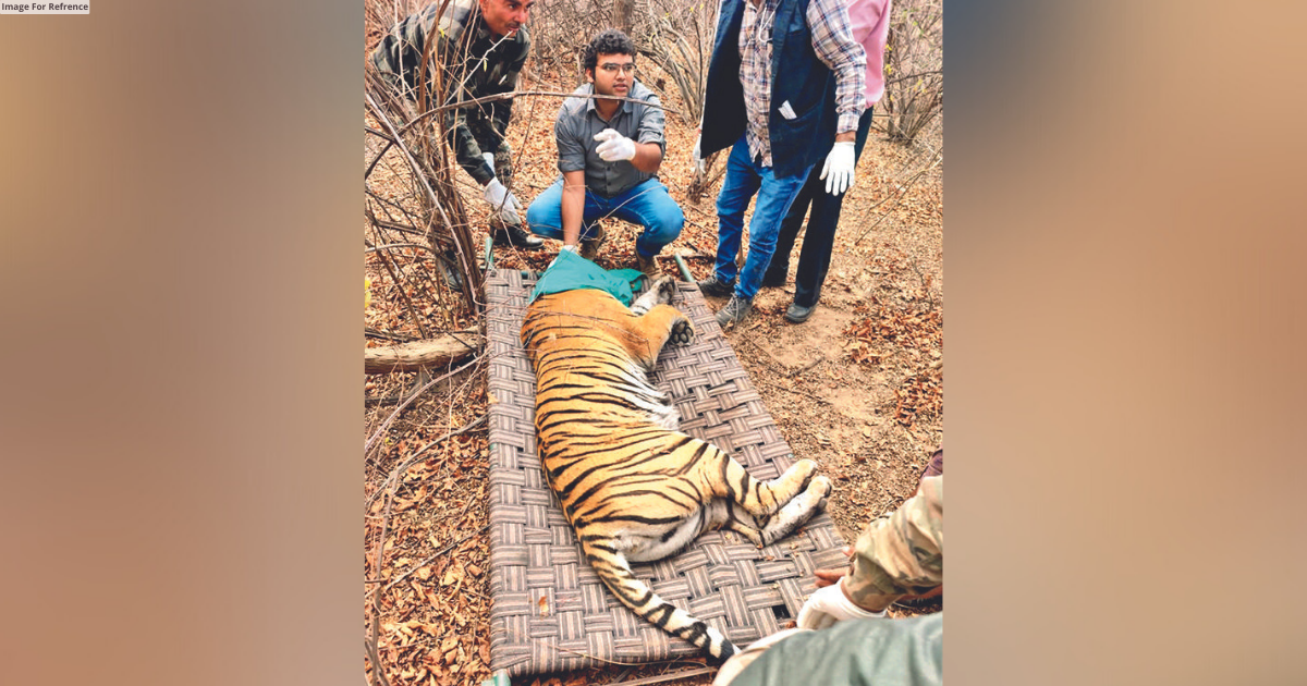 Tigress couldn’t be tranquilised in RTR for shifting